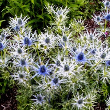 eryngium 1